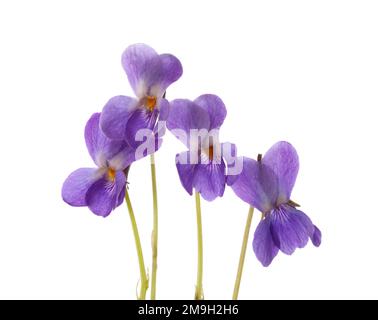 Frühlingsblumen ( Viola odorata) isoliert auf weißem Hintergrund. Wood Violet. Selektiver Fokus Stockfoto