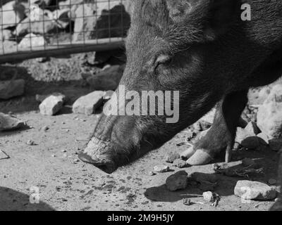 Wildschwein im Bolton Castle Stockfoto