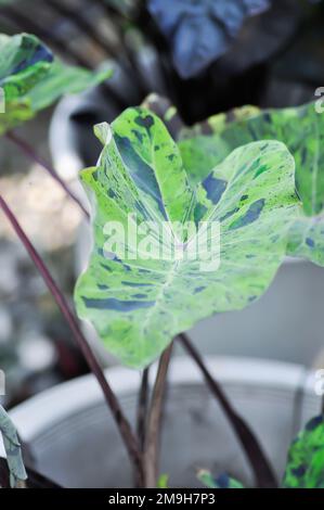 Alocasia, Alocasia mohito oder Mojito Alocasia oder tricolor Alocasia oder schwarz-grünes Blatt im Garten Stockfoto