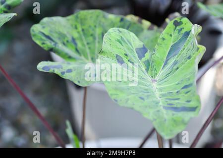 Alocasia, Alocasia mohito oder Mojito Alocasia oder tricolor Alocasia oder schwarz-grünes Blatt im Garten Stockfoto