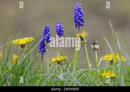 Gemischte Wildblumen und Gräser Stockfoto