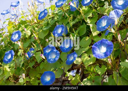 Blaue mexikanische Morgenblumen oder Ipomoea Tricolor. Mit blauen Blütenblättern Stockfoto