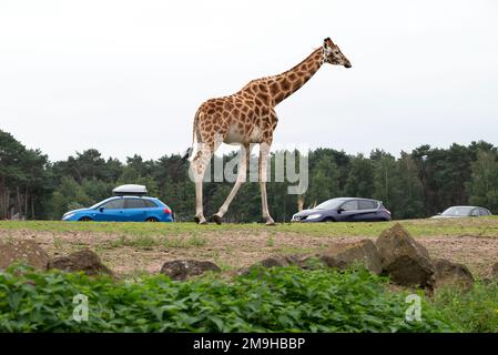 Eine Nahaufnahme einer neugierigen Giraffe in einem Safaripark. Stockfoto