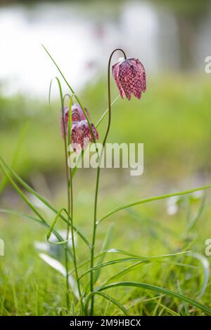 Schlangenkopf Fritillaria meleagris blüht im Frühling am Flussufer. Frankreich, Europa Stockfoto