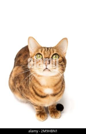 Bengalischer Kater im vollen Wachstum auf weißem Hintergrund. Studioaufnahme. Stockfoto