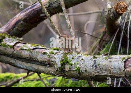 Wren troglodytes x2 kleiner, stumpfer brauner Vogel mit gespanntem Schwanz, feiner Schachtel, mit Gefieder und blasse Linie über den Augen rötlich braun über dem Buff unten Stockfoto