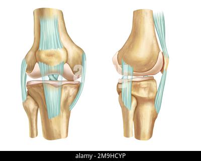 Anatomische Vorder- und Seitenansicht eines menschlichen Knies. Digitale Illustration. Stockfoto