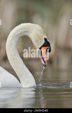 Mute Swan (Cygnus olor) männlich mit Wasser tropft nach der Fütterung von Bill, Yetholm Loch Scottish Wildlife Trust Reserve, Roxburghshire, schottische Grenzen Stockfoto