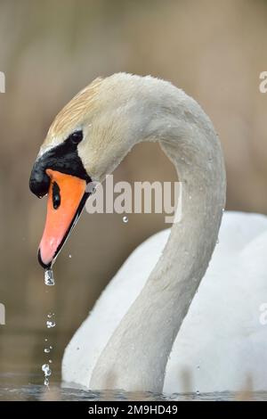 Mute Swan (Cygnus olor) männlich mit Wasser tropft nach der Fütterung von Bill, Yetholm Loch Scottish Wildlife Trust Reserve, Roxburghshire, schottische Grenzen Stockfoto