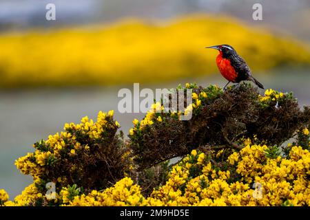 Eine Hochschwanzweide (Leistes loyca) liegt auf einer blühenden Schlucht auf West Point Island, einer Insel auf den westlichen Falklandinseln. Stockfoto