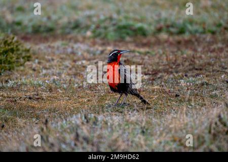 Eine Langschwanzweihe (Leistes loyca) auf West Point Island, einer Insel auf den westlichen Falklandinseln. Stockfoto