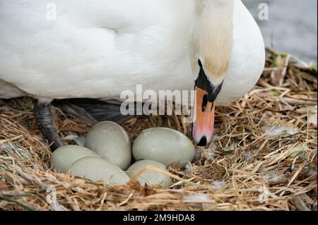 Stumm Swan (Cygnus olor) auf Nest mit Eiern, die zum Ausschlüpfen beginnen, Yetholm Loch Scottish Wildlife Trust Reserve, Roxburghshire, schottische Grenzen; Schottland, Stockfoto