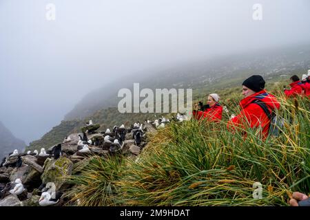 Touristen beobachten den Rockhopper-Pinguin und die schwarze Albatross-Kolonie auf West Point Island, einer Insel in den westlichen Falklandinseln. Stockfoto