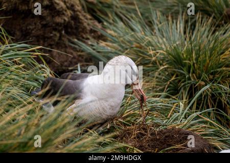 Ein schwarzbrauner Albatross (Thalassarche melanophrys) baut ein Nest aus Schlamm in der Rockhopper-Pinguin- und Schwarzbrauen-Albatros-Kolonie auf West P Stockfoto