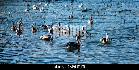 Große Gruppe von Pelikanen, die auf dem Wasser in Lake Merritt, Oakland, Kalifornien, USA, schwimmen Stockfoto