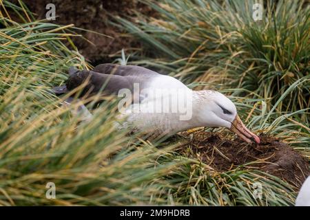 Ein schwarzbrauner Albatross (Thalassarche melanophrys) baut ein Nest aus Schlamm in der Rockhopper-Pinguin- und Schwarzbrauen-Albatros-Kolonie auf West P Stockfoto