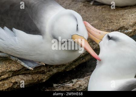 Schwarzbraun-Albatrossen (Thalassarche melanophrys) gegenseitige Befruchtung (Brautverhalten) in der Rockhopper-Pinguin- und Schwarzbraun-Albatross-Kolonie o Stockfoto