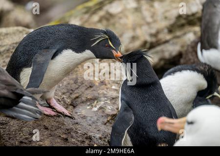 Rockhopper-Pinguine (Eudyptes chrysocome) in der Rockhopper-Pinguin- und Schwarzbrauen-Albatros-Kolonie auf West Point Island, einer Insel Stockfoto