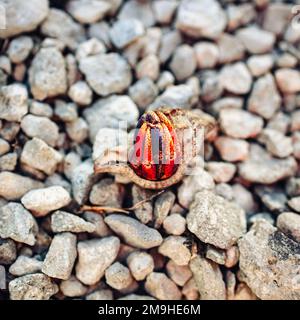 Eine Nahaufnahme einer bunten Krabbe in einer hellbraunen Muschel auf den Steinen eines Strandes Stockfoto