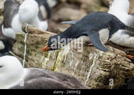 Ein Rockhopper-Pinguin (Eudyptes chrysocome) im Rockhopper-Pinguin und die schwarze Albatross-Kolonie auf West Point Island, einer Insel im Westen Stockfoto