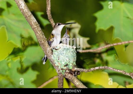 Ruby-throated Kolibri (Archilochus colubris) mit Küken im Nest, Marion County, Illinois, USA Stockfoto