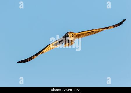 Kurzohr-Eule (ASIO flammeus) fliegt in Richtung Kamera, Prairie Ridge State Natural Area, Marion County, Illinois, USA Stockfoto