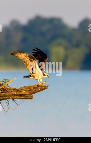 Osprey (Pandion haliaetus), Landung auf Zweig, Rend Lake, Jefferson County, Illinois, USA Stockfoto