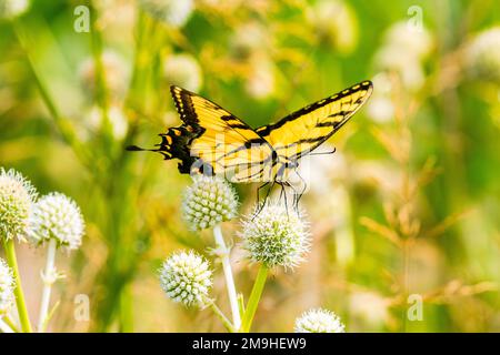 Östlicher Tigerschwanzschwanz (Papilio glaucus) auf Klapperschlange (Eryngium yuccifolium), Marion County, Illinois, USA Stockfoto