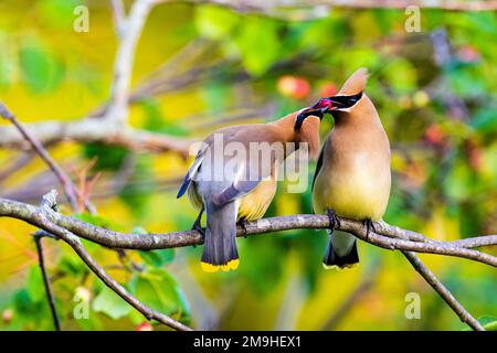 Zedernwachsflügel (Bombycilla cedrorum), das Beeren austauscht, Marion County, Illinois, USA Stockfoto