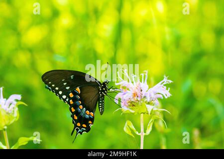 Schwalbenschwanz (Papilio troilus) auf wilder Bergamotte (Monarda fistulosa), Marion County, Illinois, USA Stockfoto