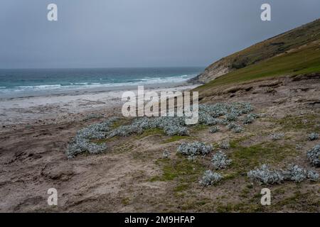 Kohlpflanzen aus gelbem Meer wachsen in der Nähe des Strandes auf der Insel Sounders, einer Insel an der Westküste der Falklandinseln. Stockfoto