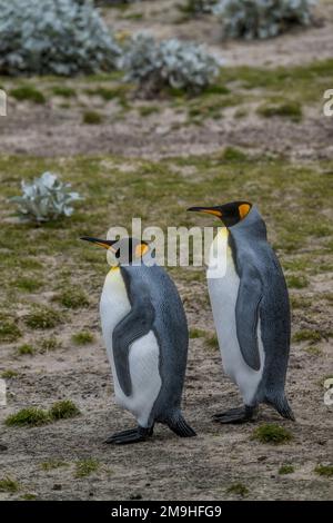 Königspinguin (Aptenodytes patagonicus) Paar auf Sounders Island, einer Insel an der Westküste der Falklandinseln. Stockfoto