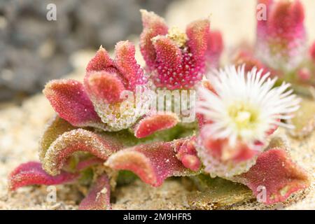 Nahaufnahme von Mesembryanthemum kristallinum in Blüte Stockfoto