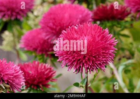 Ostergala Burgund, Callistephus chinensis, China Aster, große Doppelblumen und Kissenblätter Stockfoto