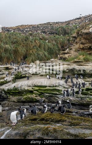 Rockhopper-Pinguine (Eudyptes chrysocome) putzen ihre Federn, nachdem sie auf Sounders Island an Land gekommen sind, einer Insel an der Westküste des Falkland Stockfoto