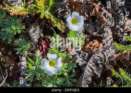 Weiße blühende Pflanzen in der Gypsy Cove in der Nähe von Port Stanley, Falkland Islands. Stockfoto