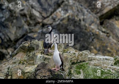 Junge Südgeorgianshags (Leucocarbo georgianus), auch bekannt als Südgeormorane, hoch oben auf Felsen in Elsehul Bay, South Georgia Islan Stockfoto