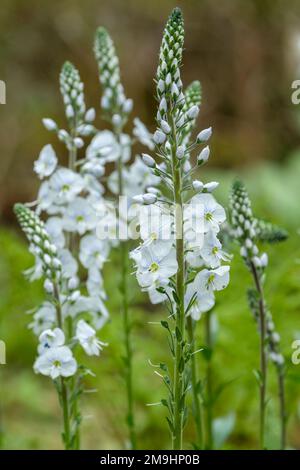 Veronica gentianoides Tissington White, Enzian Speedwell Tissington White, Spione von weißen Blumen, eingeäunt und leicht mit violettblauem Licht gespült Stockfoto