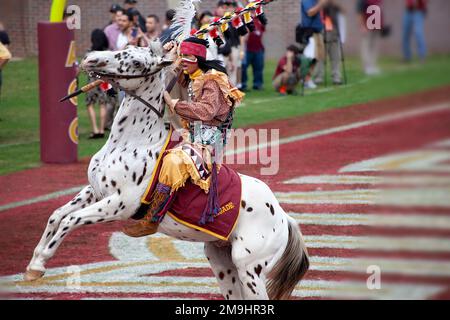 Tallahassee, Florida - 23. November 2013: Maskottchen der Florida State University, Chief Osceola, reitet bei einem Heimspiel auf einer Appaloosa namens Renegade. Stockfoto