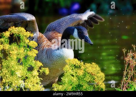 Kanadagans, die von einem Fluss abhebt Stockfoto
