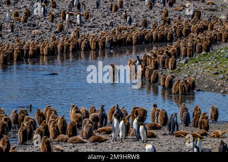 Blick auf die Kolonie der Königspinguine (Aptenodytes patagonicus) mit Küken (braun) in Fortuna Bay auf der Insel South Georgia, Subantarktis. Stockfoto