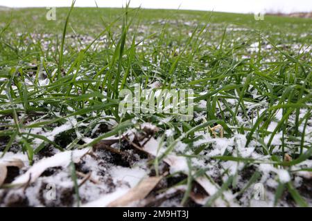 Winterweizensprossen. Junge Weizensämlinge wachsen auf einem Feld. Grüner Weizen wächst im Schnee. Stockfoto