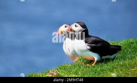 Zwei Papageientaucher stehen auf einer Grasklippe und sehen aus wie ein Spiegelbild voneinander. Stockfoto