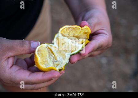 Genossenschaft für Getreide und Zitrusfrüchte, Puerto Gil, Spanien Stockfoto