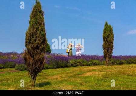 Besucher bewundern Lavender, der im Sommer auf der Yorkshire Lavender Farm angebaut wird, einer Touristenattraktion in der Nähe von Terrington in North Yorkshire, England. Stockfoto