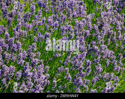 Lavandula Trivialname Lavendel ist eine Gattung von 47 bekannten Arten blühender Pflanzen der Minzfamilie Lamiaceae. Stockfoto