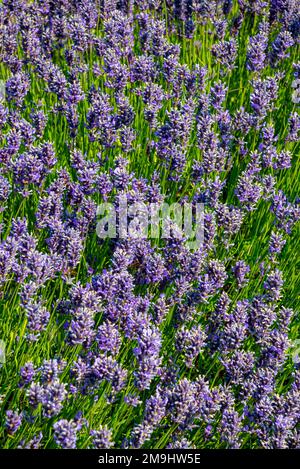 Lavandula Trivialname Lavendel ist eine Gattung von 47 bekannten Arten blühender Pflanzen der Minzfamilie Lamiaceae. Stockfoto