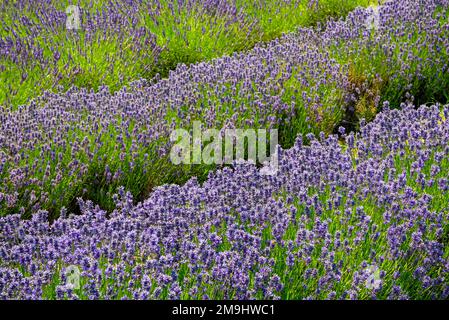 Lavandula Trivialname Lavendel ist eine Gattung von 47 bekannten Arten blühender Pflanzen der Minzfamilie Lamiaceae. Stockfoto