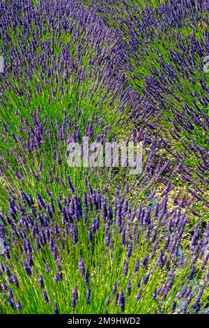 Lavandula Trivialname Lavendel ist eine Gattung von 47 bekannten Arten blühender Pflanzen der Minzfamilie Lamiaceae. Stockfoto