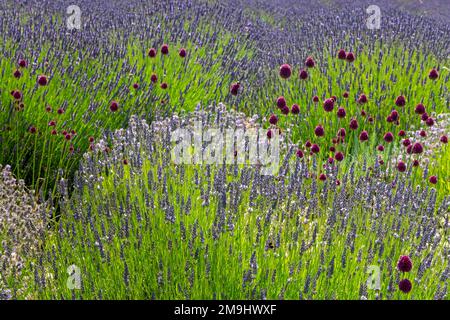 Lavandula Trivialname Lavendel ist eine Gattung von 47 bekannten Arten blühender Pflanzen der Minzfamilie Lamiaceae. Stockfoto